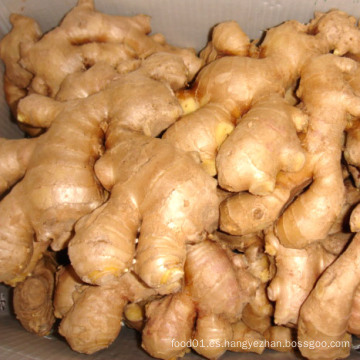 Exportar Nueva cosecha china Ginger de buena calidad